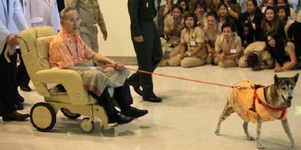 Menghina Anjing Raja, Buruh Thailand Terancam 37 Tahun Penjara